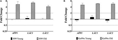 Cell Wall-Associated Virulence Factors Contribute to Increased Resilience of Old Cryptococcus neoformans Cells